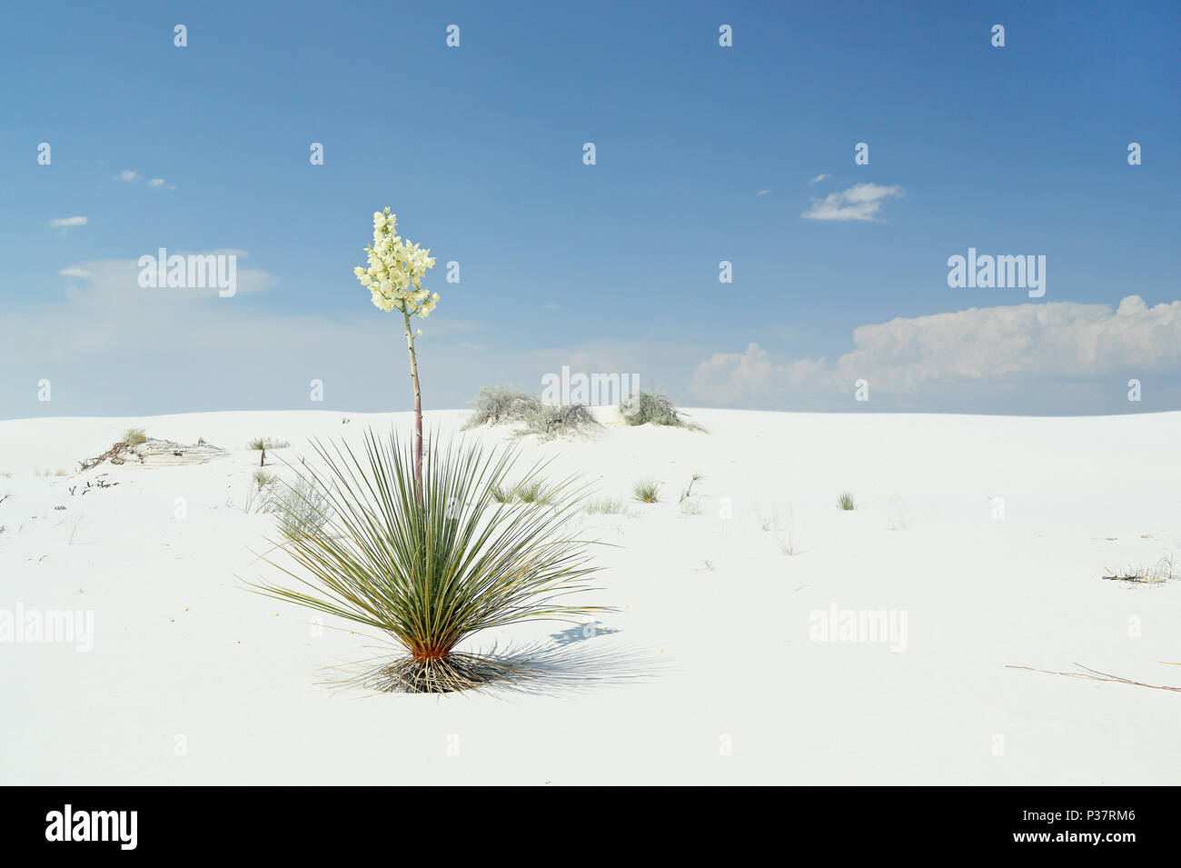 Floración de plantas de yuca en el desierto de arena blanca brillante en el sur de Nuevo México Foto de stock
