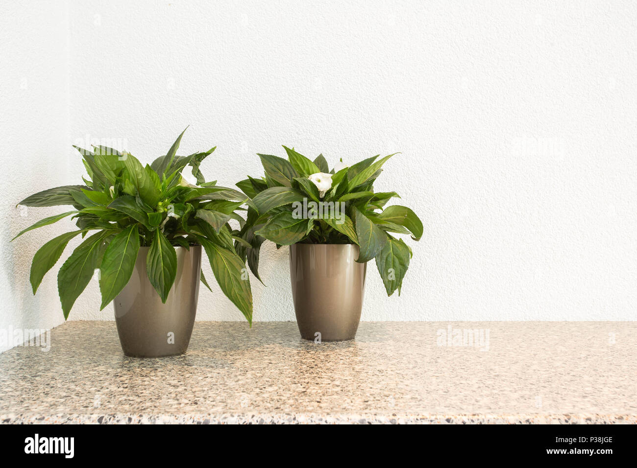 Dos pequeñas plantas en macetas para decoración interior con copia espacio  y fondo blanco Fotografía de stock - Alamy