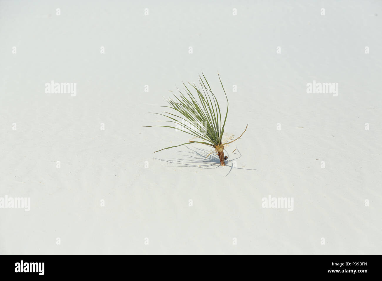 Planta de yuca en el desierto de arena blanca brillante en el sur de Nuevo México Foto de stock