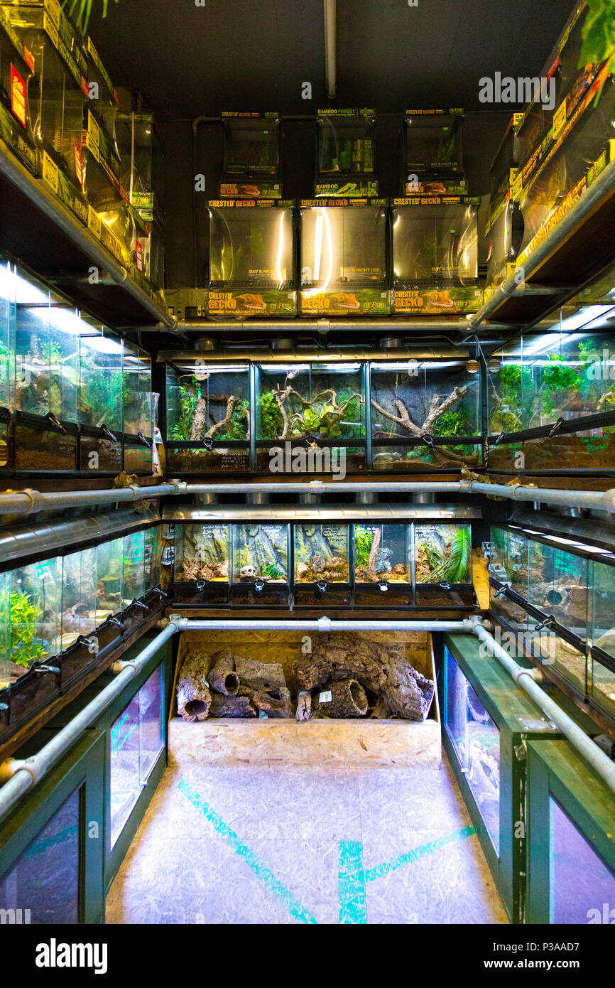 Tanques con lagartos y reptiles, interior de una tienda de mascotas, Manchester, Reino Unido Foto de stock