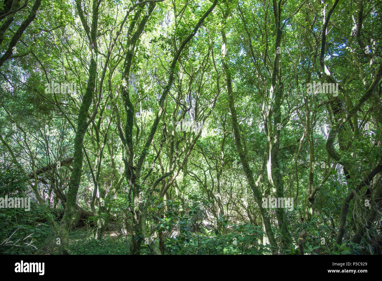 Mossy troncos de árbol en el denso bosque natural en el Monte Victoria, en Wellington, Nueva Zelanda Foto de stock