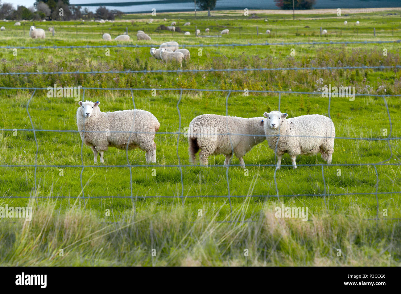 Curioso ovejas. Rebaño de ovejas en una granja por un lago en Queenstown, Nueva Zelanda. Foto de stock