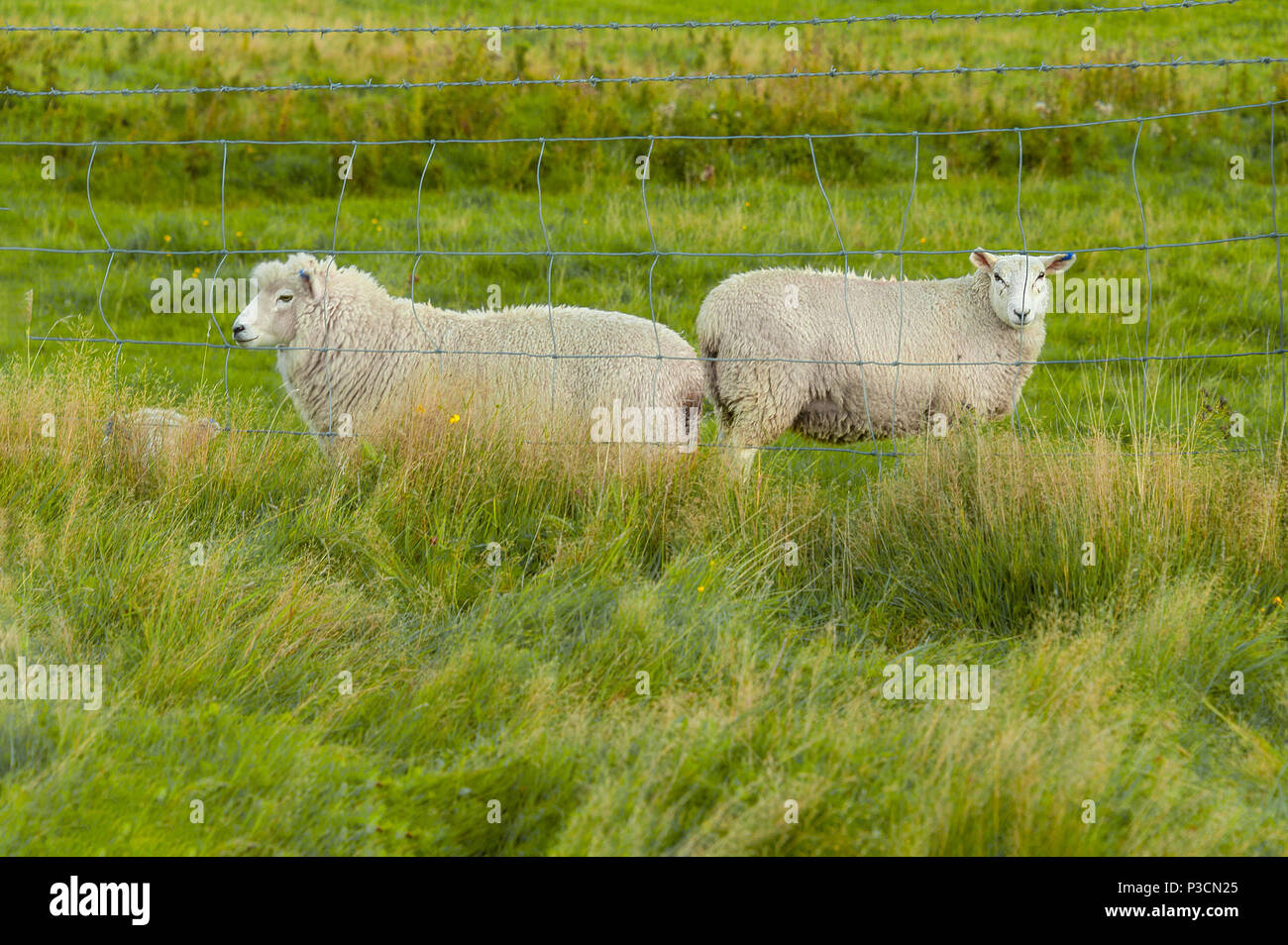 Curioso ovejas. Un rebaño de ovejas en tierras de labrantío en Queenstown, Nueva Zelanda. Foto de stock