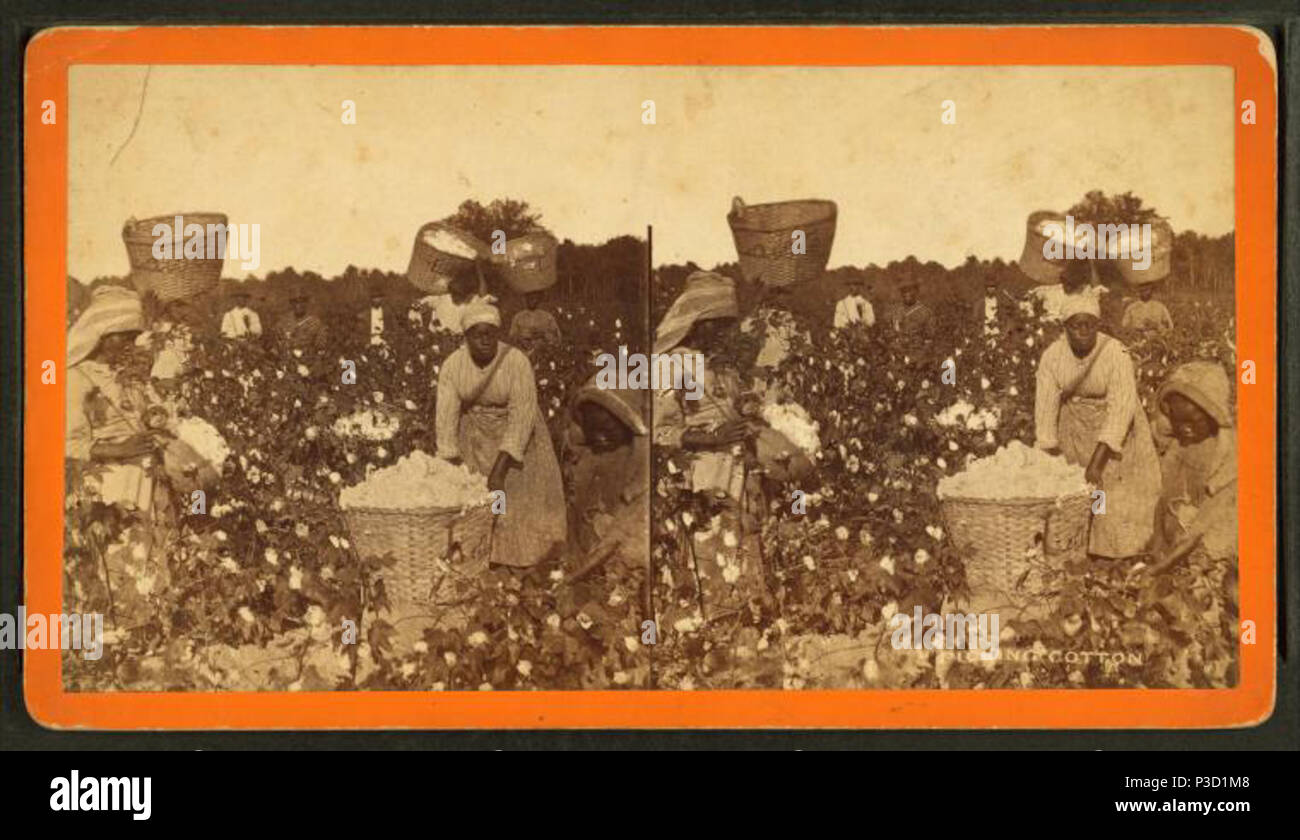 Mujeres recogiendo algodón fotografías e imágenes de alta resolución - Alamy