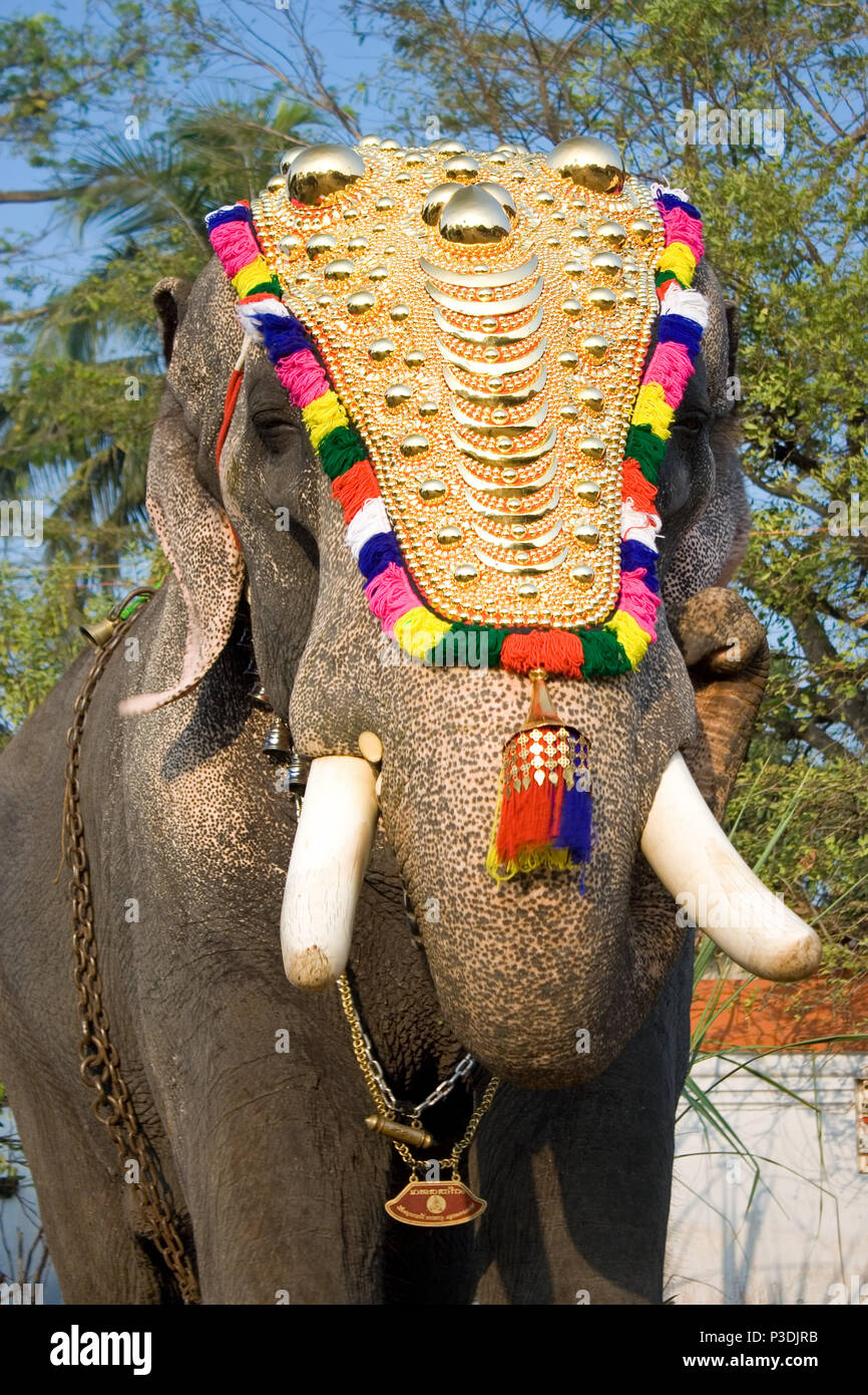 Decorado elefantes para desfile en el festival anual en el templo de Siva,  Cochin, India Fotografía de stock - Alamy
