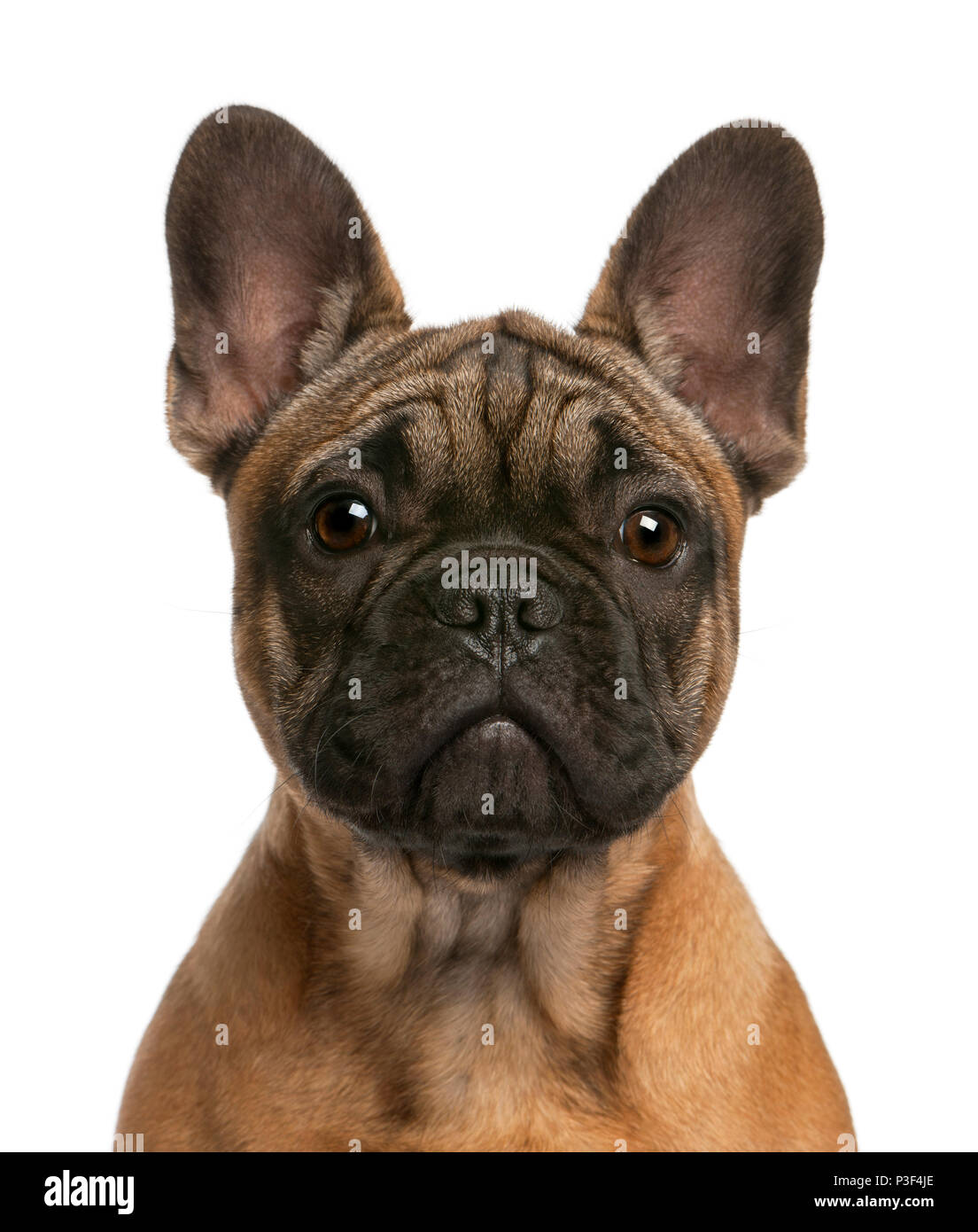 Close-up de cachorro bulldog francés, de 4 meses de edad, delante de un fondo blanco Foto de stock