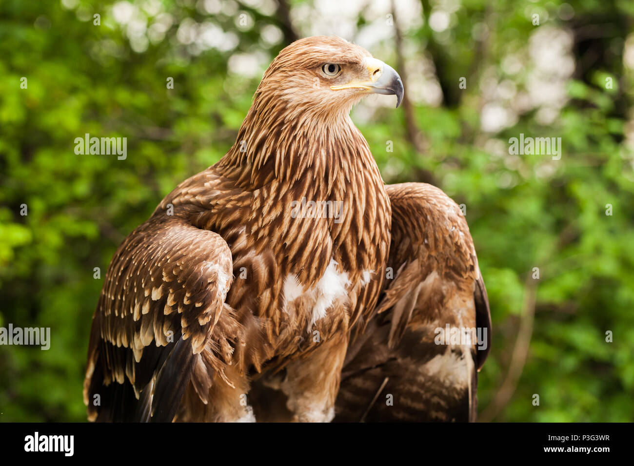 Aquila chrysaetos águila Ggolden. Es uno de los mejores conocidos de aves de presa Foto de stock