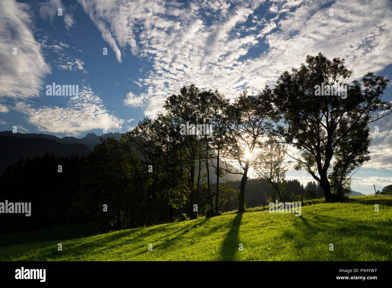 Árboles cerca de Annaberg im Lammertal Foto de stock