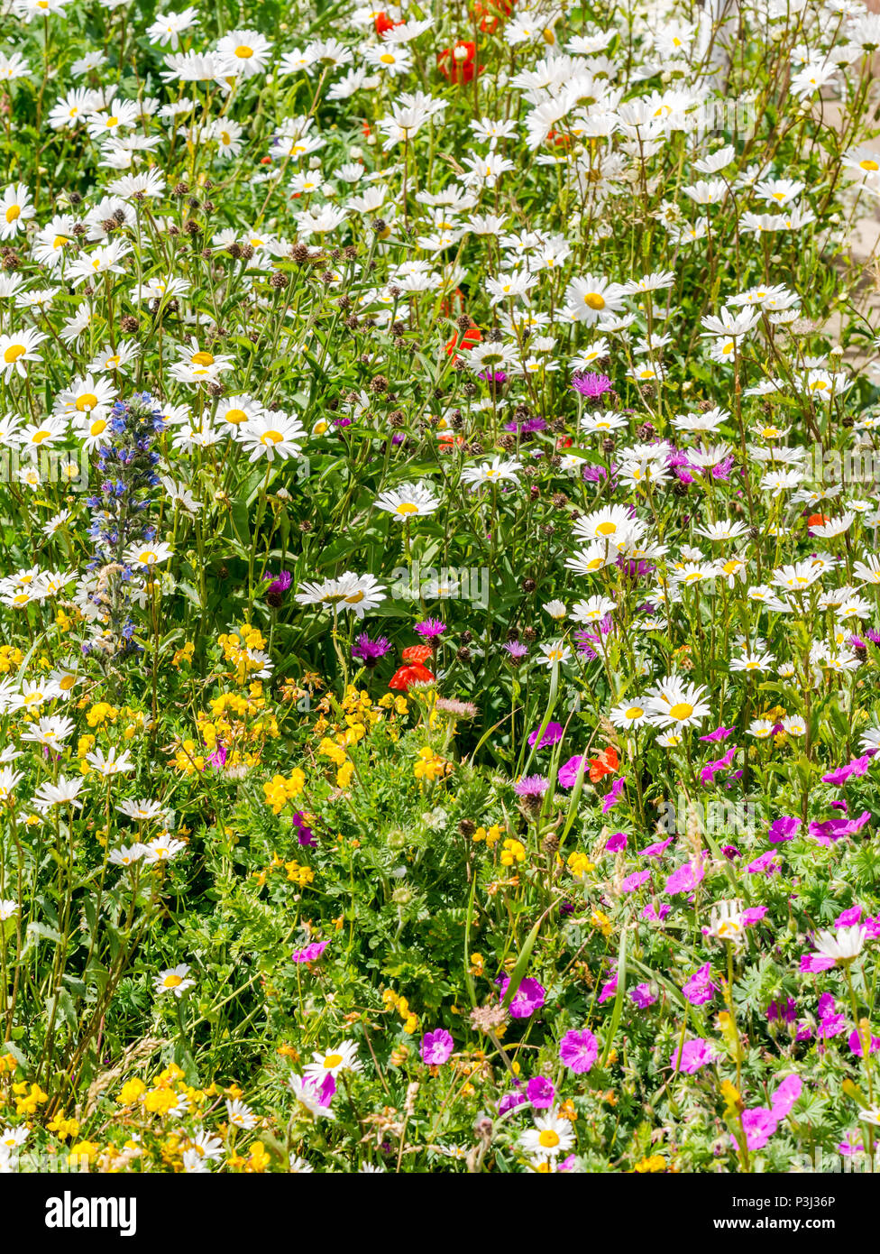 Variedad de flores silvestres: mayweed costera mixtos, sangrientos cranesbill, bird's Foot trefoil, víboras bugloss, North Berwick, East Lothian, Escocia, Reino Unido Foto de stock