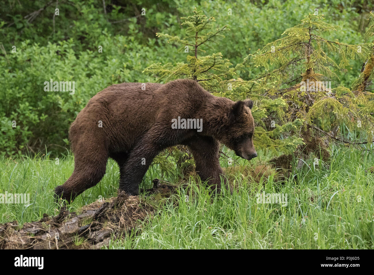 El oso pardo, el oso grizzly (Ursus arctos) en el Khutzeymateen Grizzly Santuario, British Columbia, Canadá Foto de stock