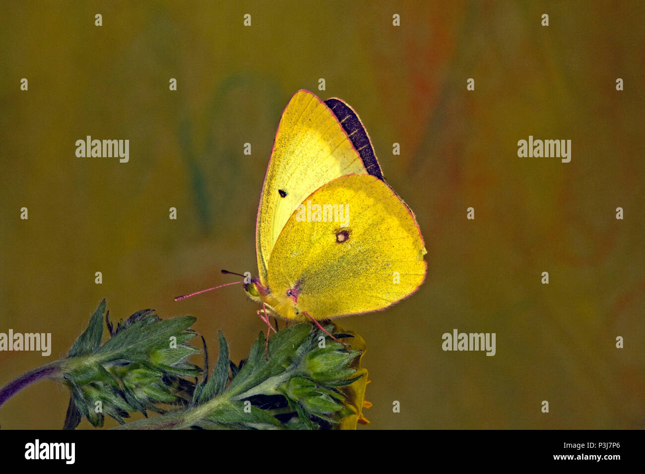 Retrato de un nublado, Colias philodice mariposas de azufre, preparando a beber el néctar de una flor silvestre en la cuenca Metolius en Cascade en Oregon Foto de stock