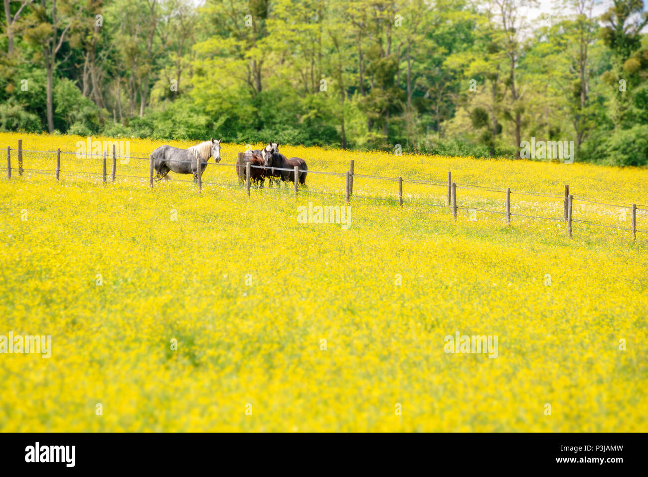 Percherons caballos en un campo de flores amarillas en la provincia de Perche, Francia Foto de stock