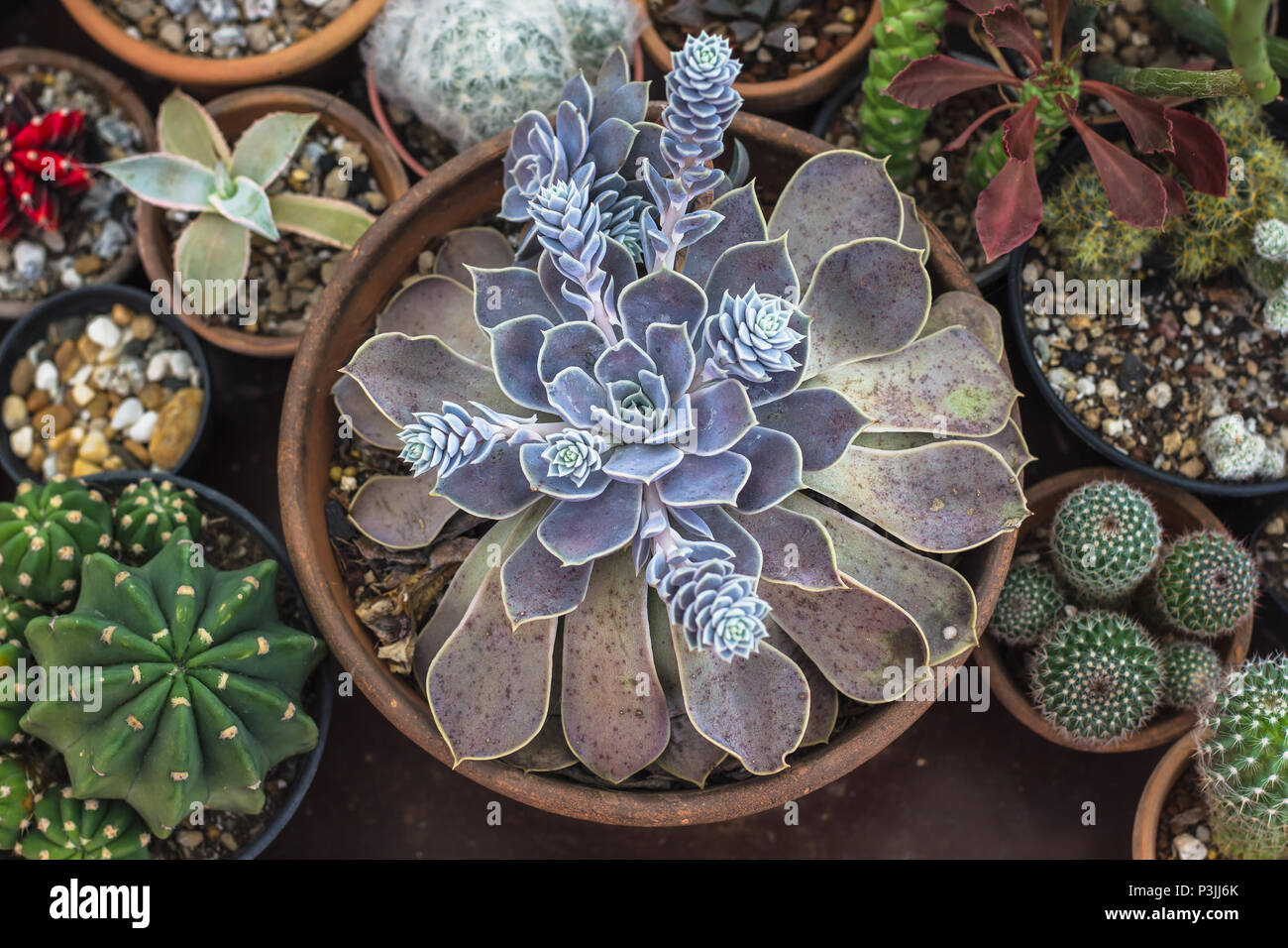 Colección de cactus y plantas suculentas en el jardín. Pequeño cactus y suculentas en casa y jardín. Foto de stock