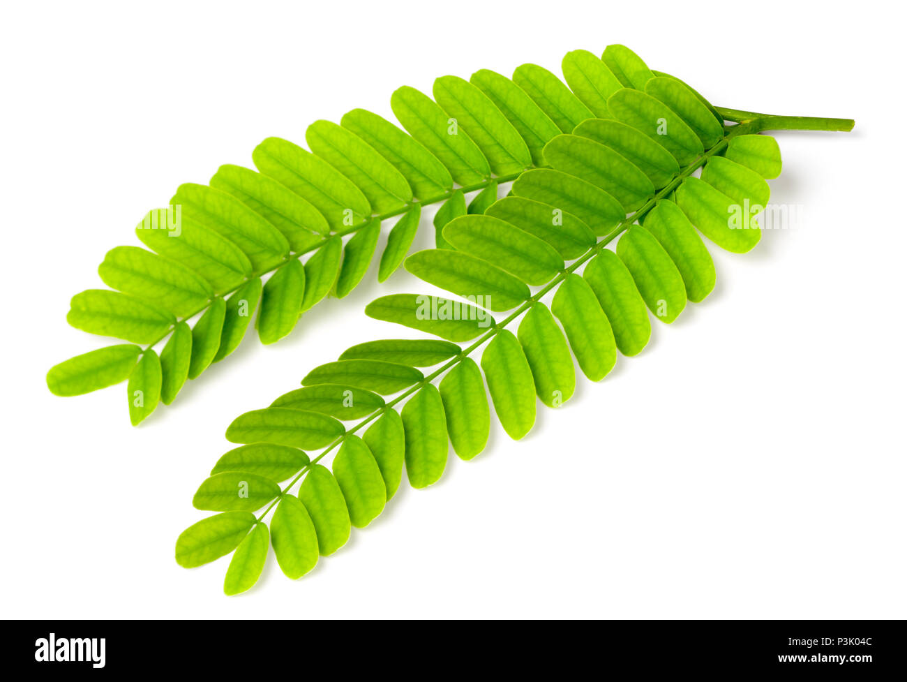 Hojas de tamarindo fotografías e imágenes de alta resolución Alamy