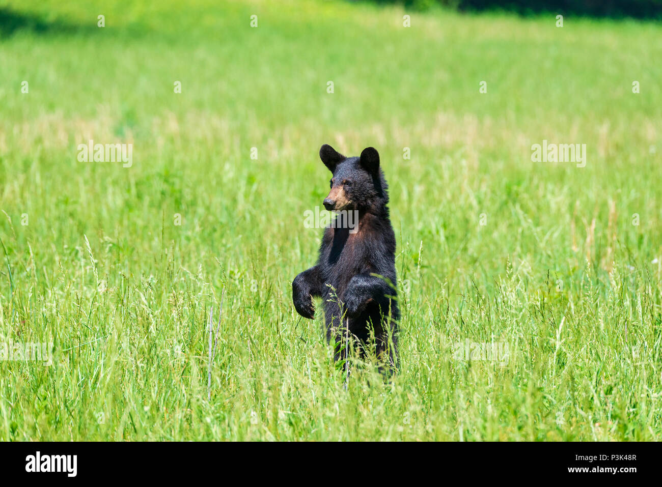Disparo horizontal de un oso negro de pie en un campo verde mirando la cámara izquierda con espacio de copia Foto de stock
