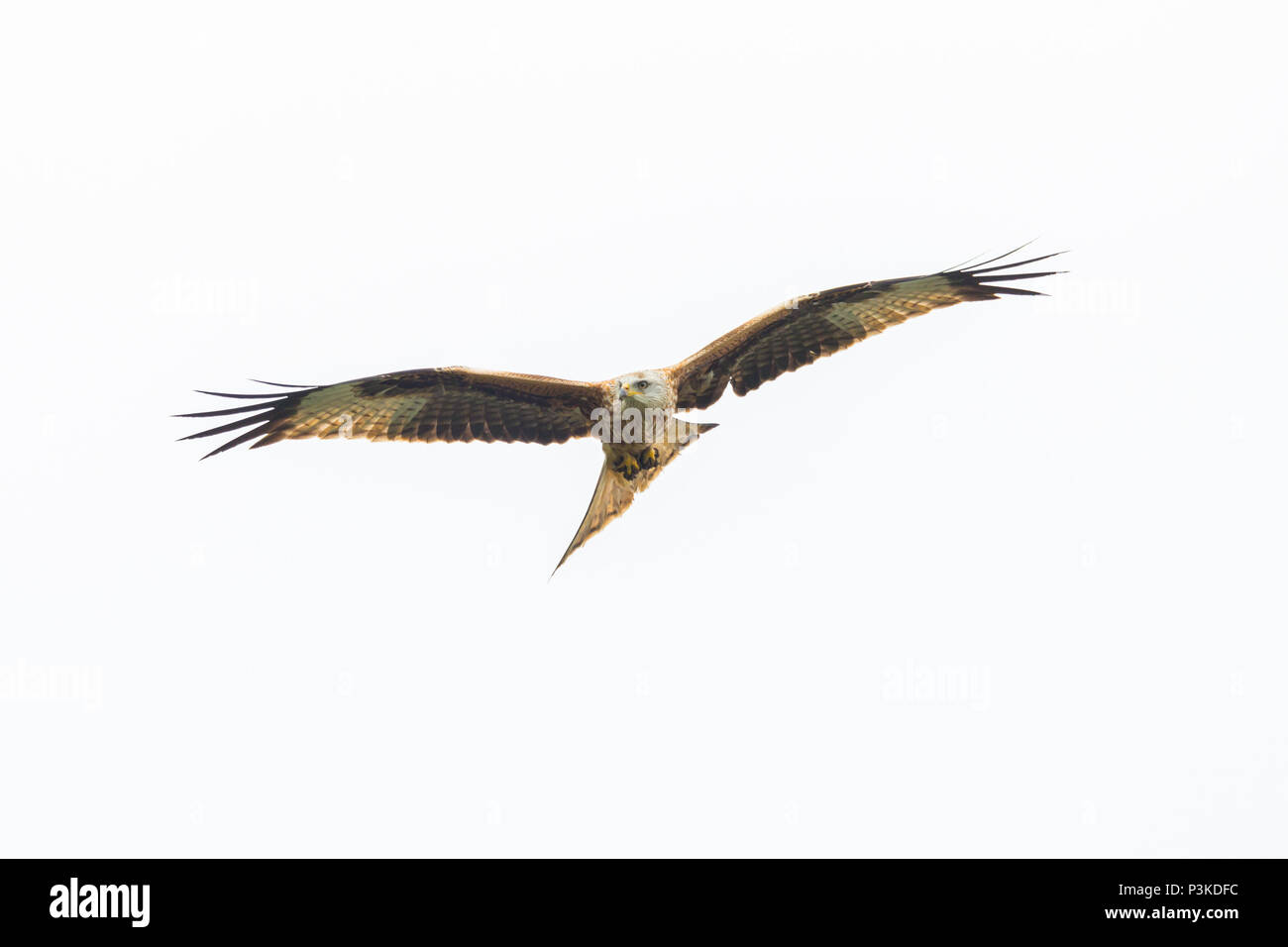 Rojo natural retrato de Kite en vuelo (Milvus milvus) Foto de stock