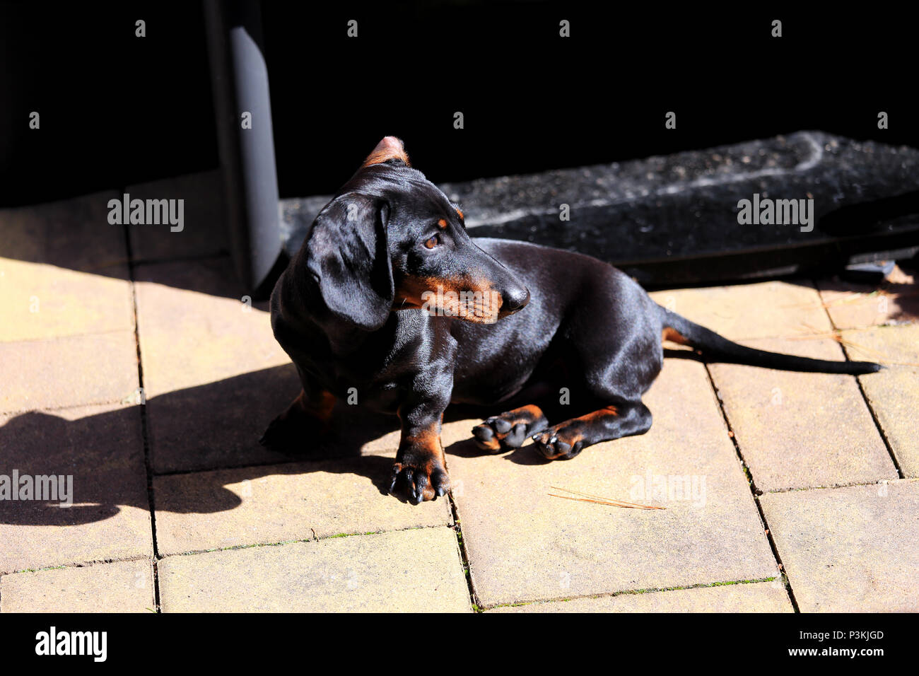cachorro Dachshund Foto de stock
