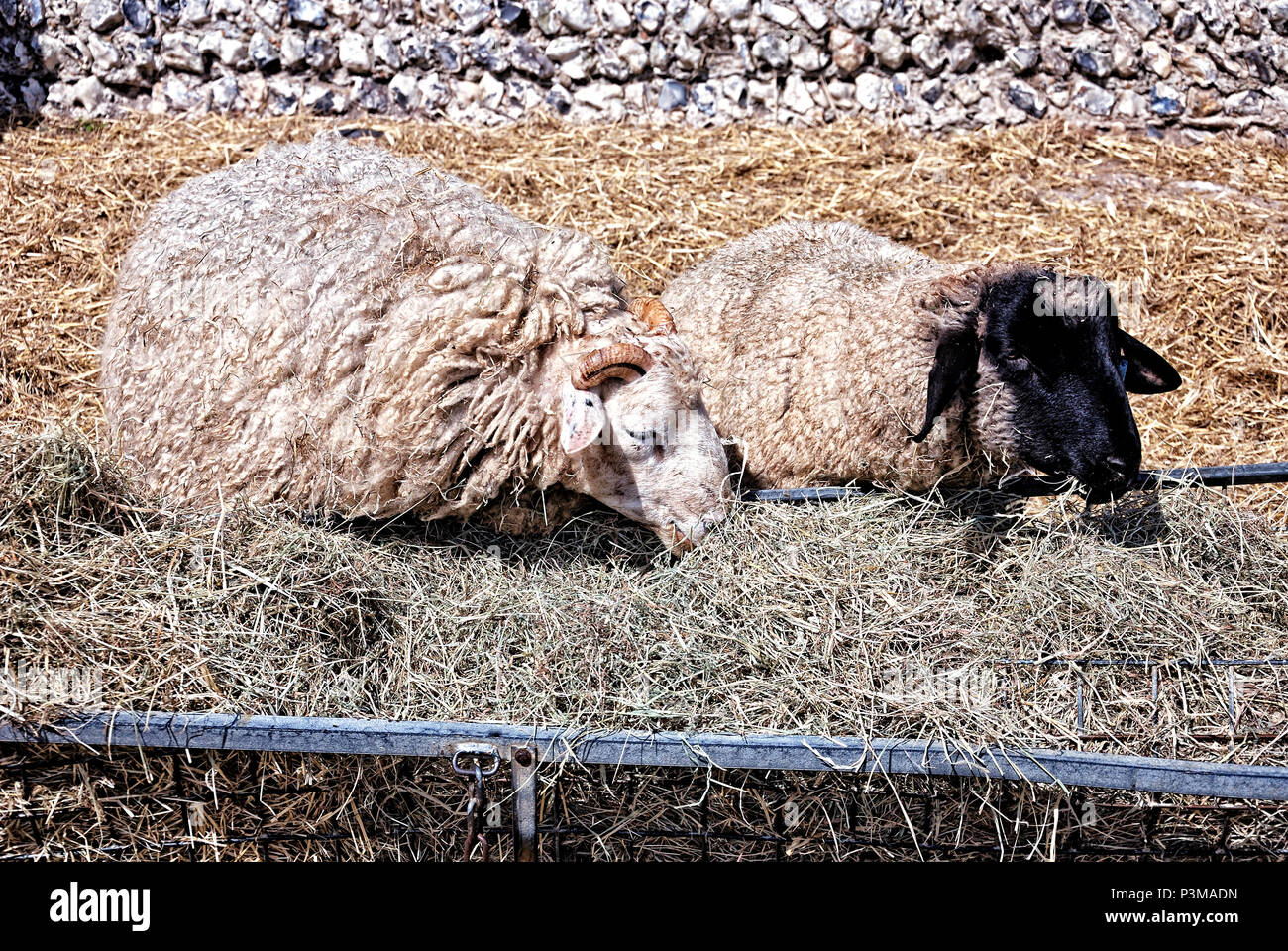 Dos ovejas comiendo Foto de stock