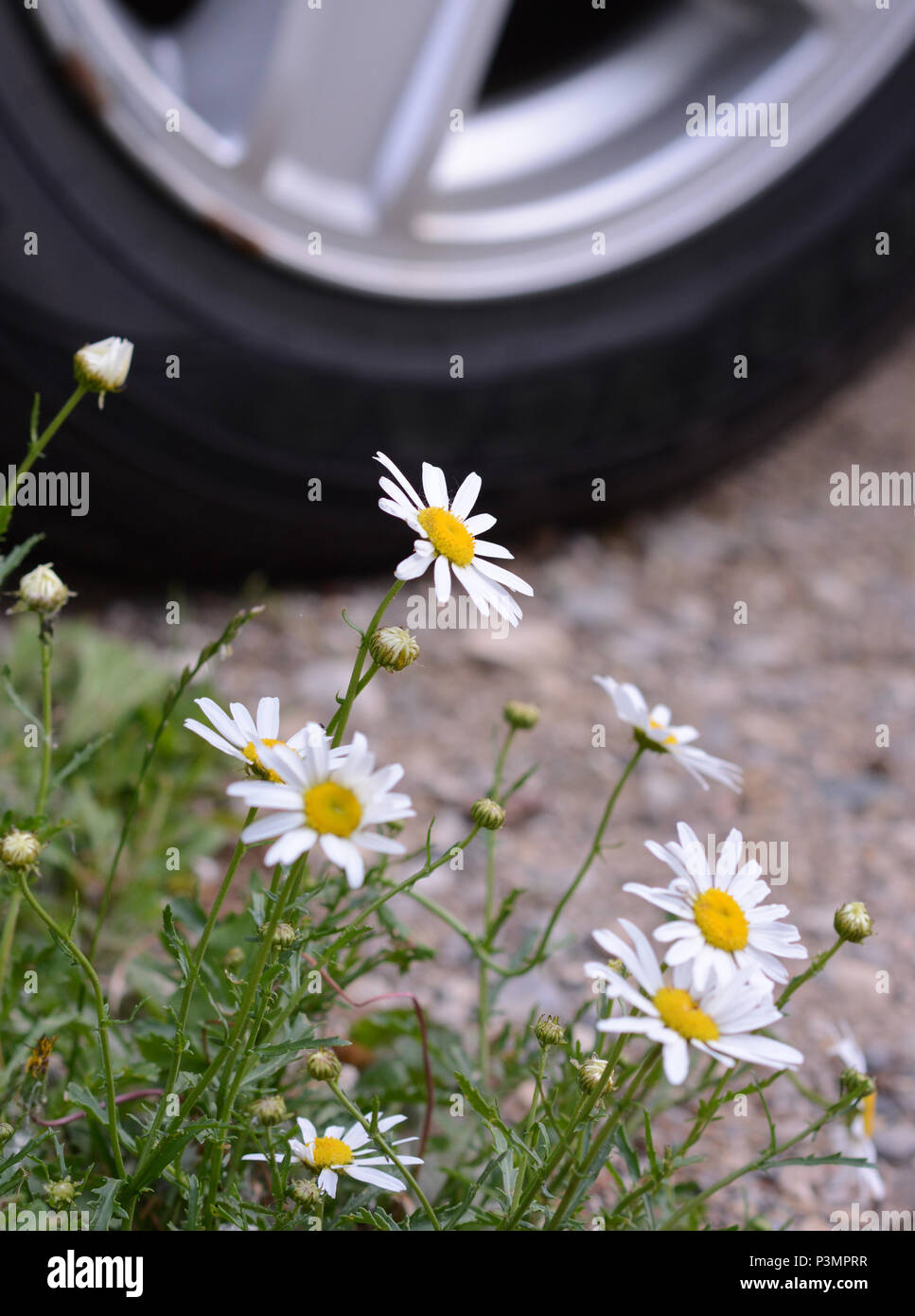 Cerrar fotografía de margaritas blancas que florece en un parking con un neumático de automóvil en el fondo. Foto de stock