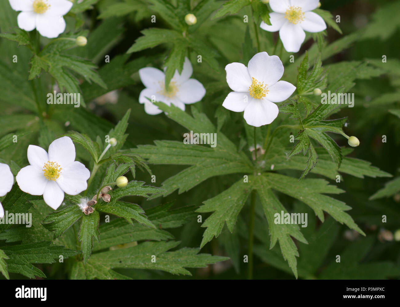 Una fotografía de la flor de la pradera, también llamado una anémona Anemone canadiense. Una cubierta de tierra nativa de América del Norte. Foto de stock