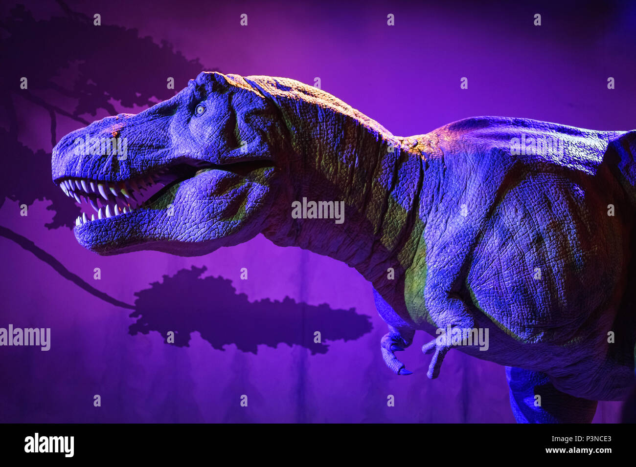 Escala de dinosaurio fotografías e imágenes de alta resolución - Alamy