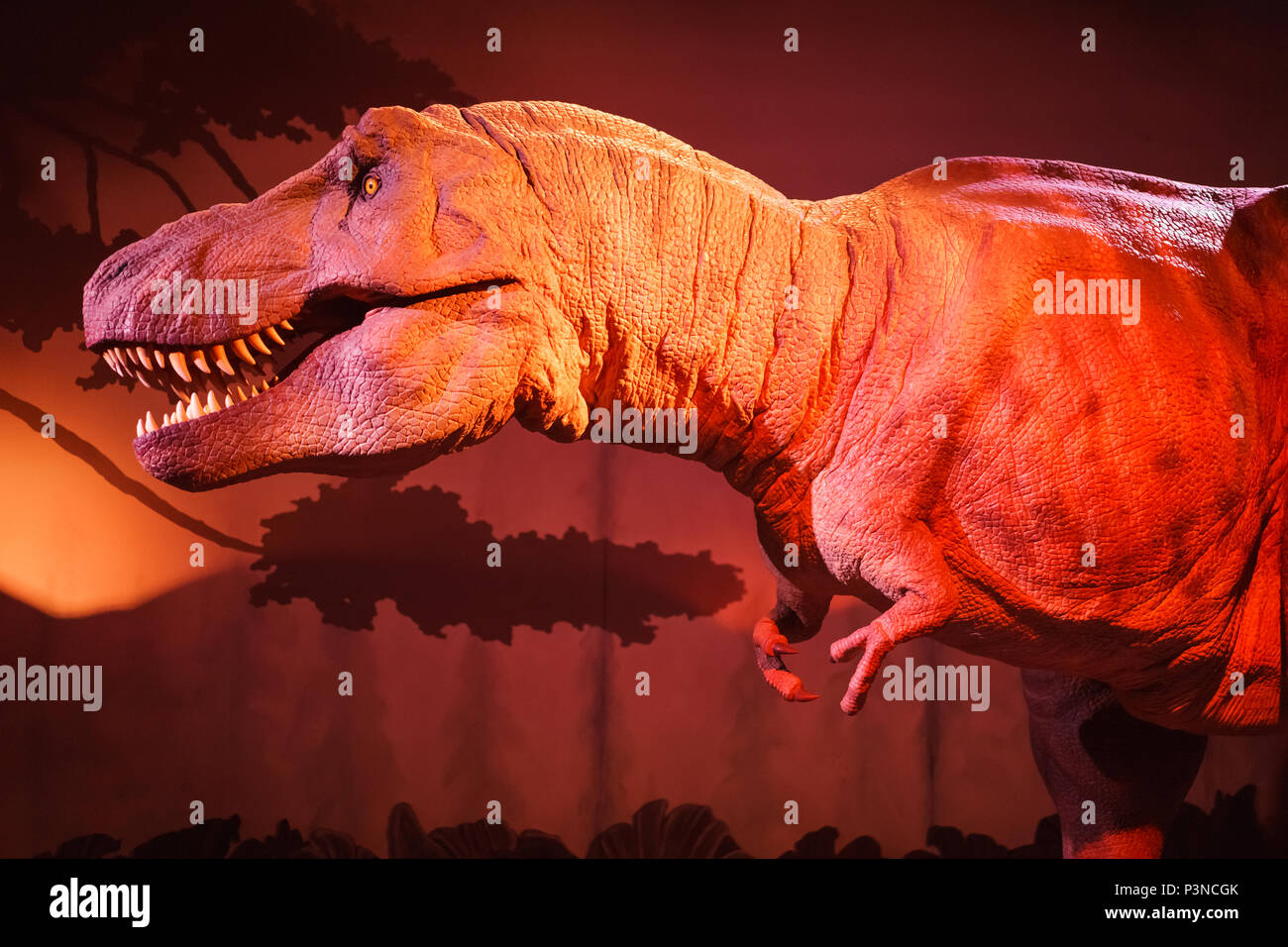 Escala de dinosaurio fotografías e imágenes de alta resolución - Alamy