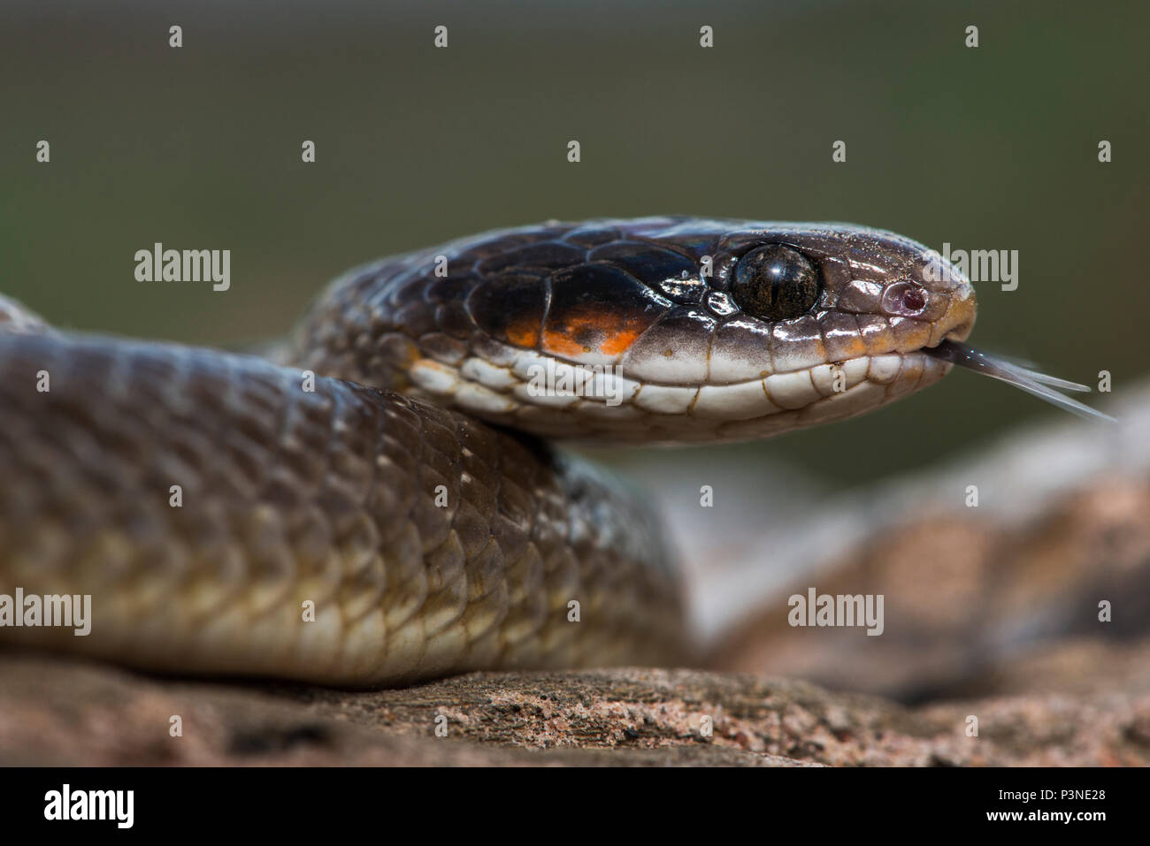 Herald Snake (Crotaphopeltis hotamboeia) moviendo la lengua, Parque Nacional Marakele, Limpopo, Sudáfrica Foto de stock