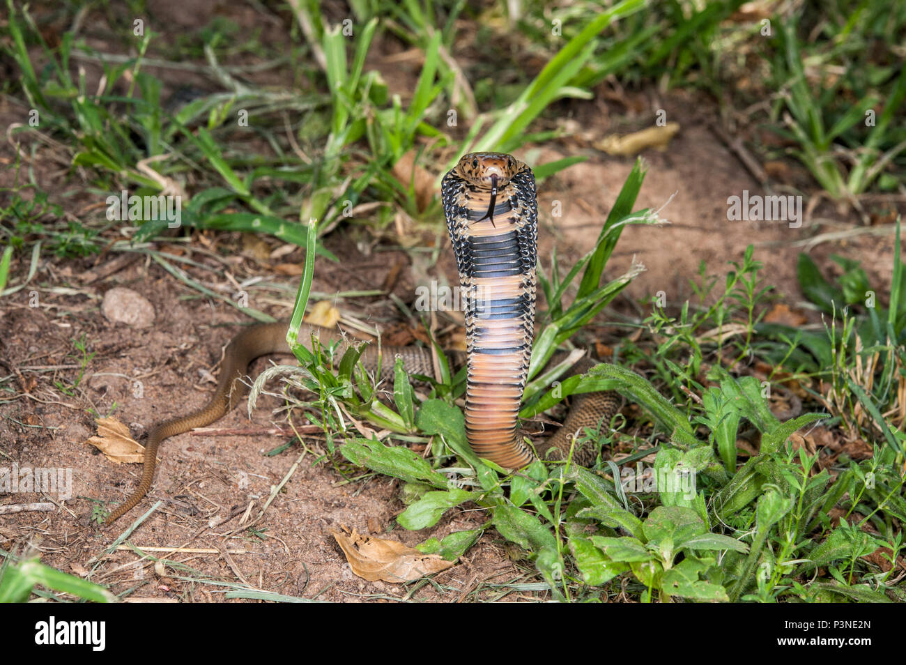 Mozambique escupir cobra (Naja mossambica) menores en postura defensiva, Parque Nacional Marakele, Limpopo, Sudáfrica Foto de stock