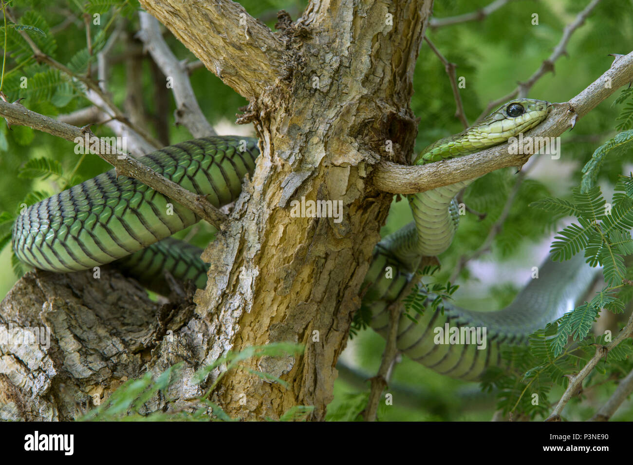 Boomslang (Dispholidus typus) en el árbol, Parque Nacional Marakele, Limpopo, Sudáfrica Foto de stock