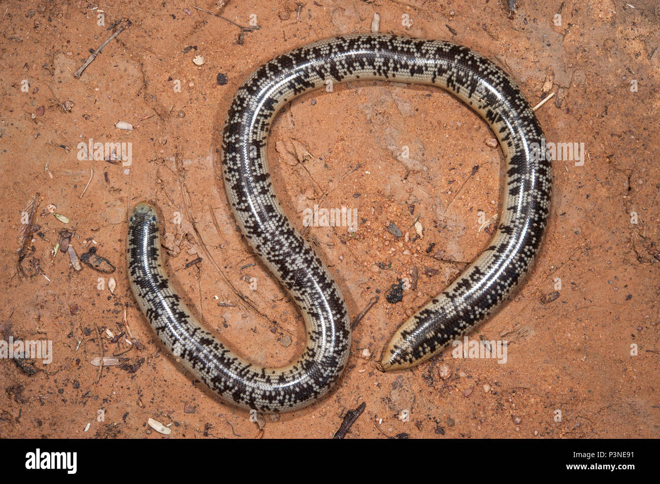 Ciego gigante Serpiente (Typhlops schlegelii), Parque Nacional Marakele, Limpopo, Sudáfrica Foto de stock