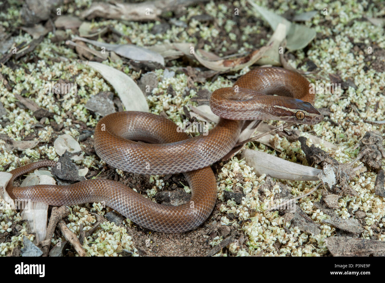 Brown House snake (Lamprophis fuliginosus), Parque Nacional Marakele, Limpopo, Sudáfrica Foto de stock