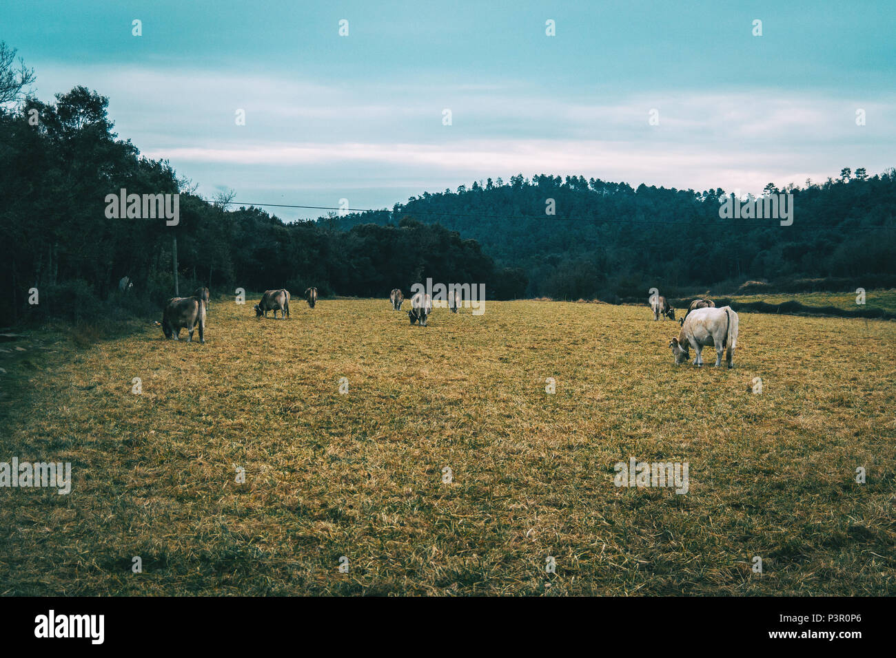 Muchas vacas fotografías e imágenes de alta resolución Alamy