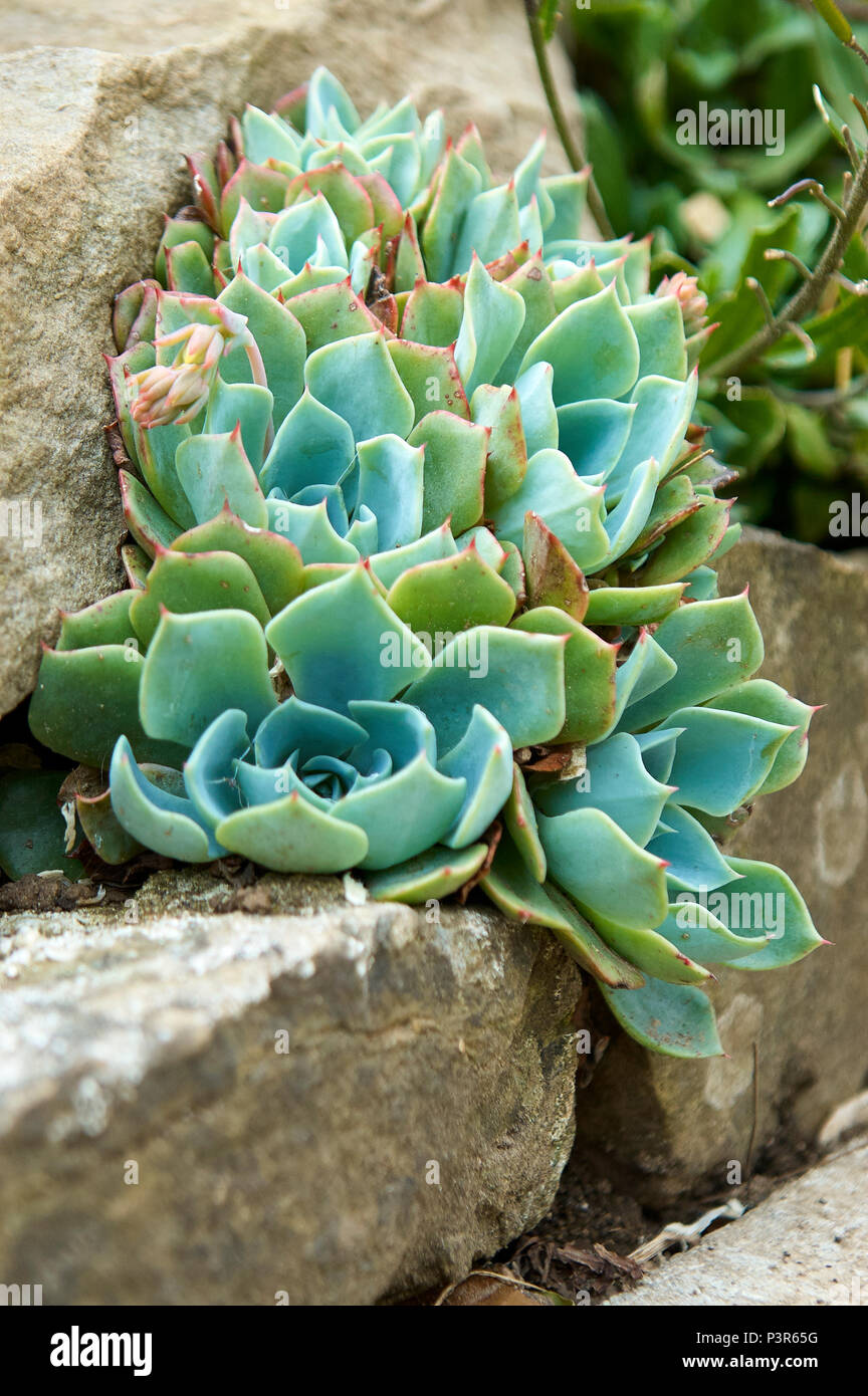 Clúster de Sempervivum en un jardín de rocas. Foto de stock