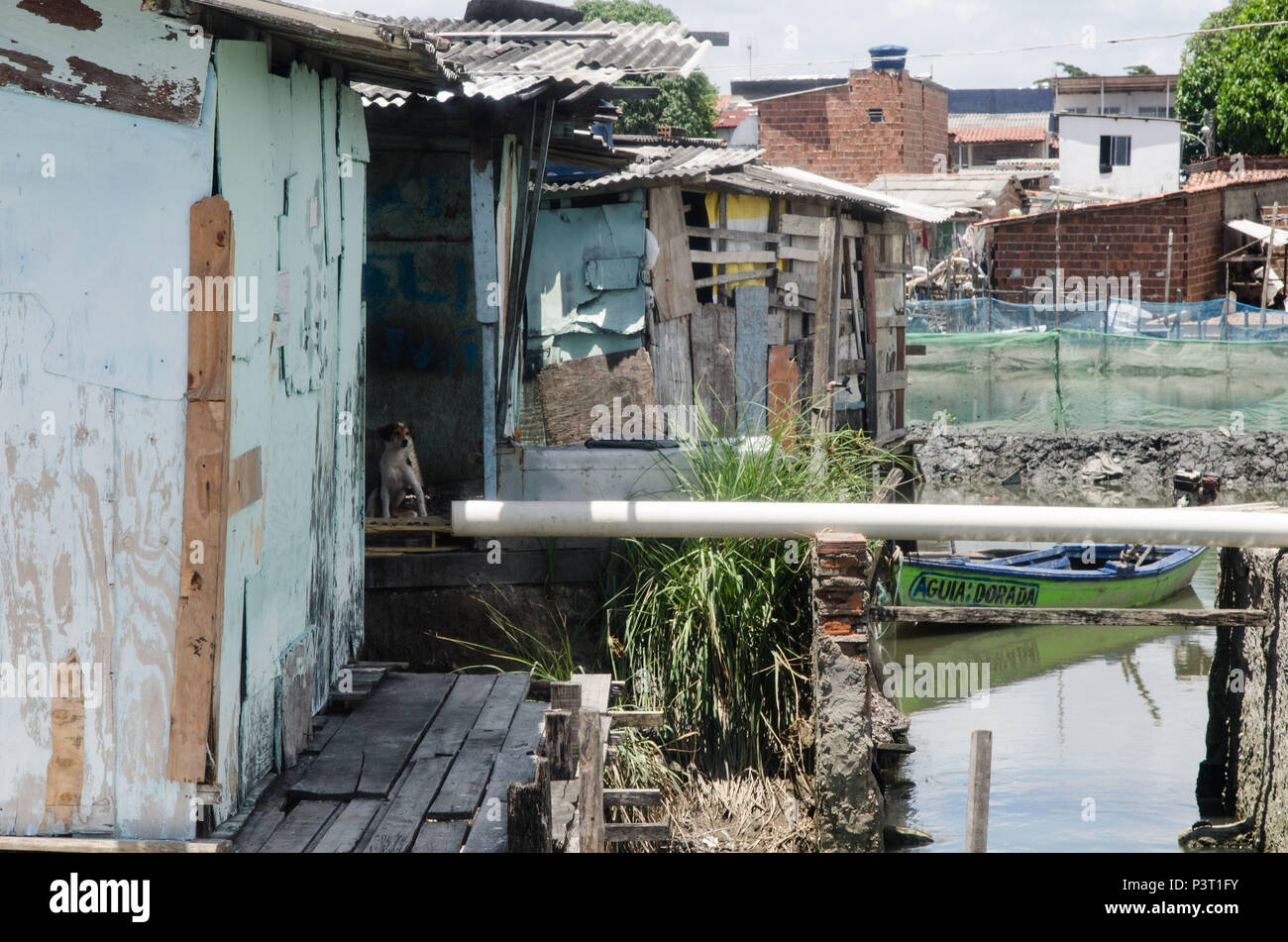 RECIFE, PE - 21.10.2015: FAVELA DO NO BUEIRO RECIFE - Aglomerado de casas de madeira ou em comunidade ribeirinha palafitas do Río Capibaribe, no Recife (PE). (Foto: Diego Herculano / Fotoarena) Foto de stock