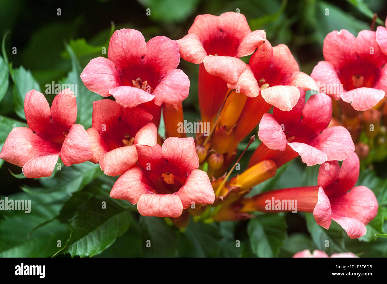 Trompeta o trompeta de vid, Campsis radiculans flores Foto de stock