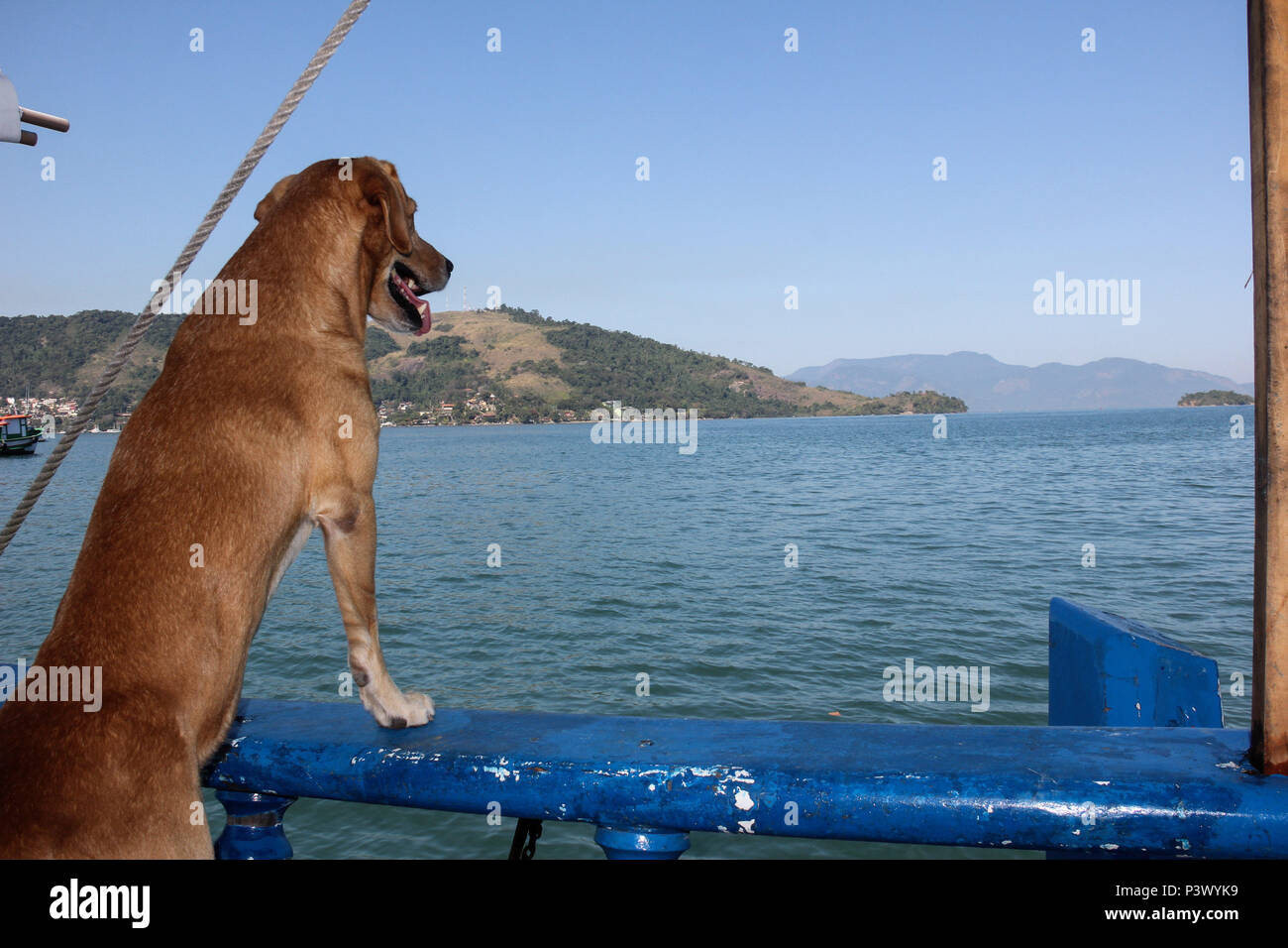 Cão de Marley, escuna nome da Deusa Maior, observa o mar em busca de golfinhos, que São vistos frequentemente na região de Angra dos Reis, sin litoral sul do Rio de Janeiro. Foto de stock