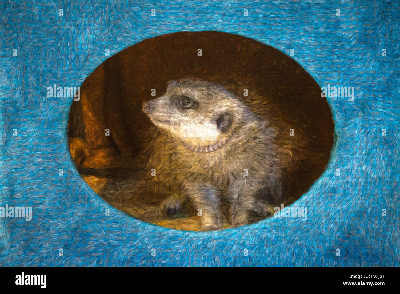 Mascota meerkat Flor mirando desde el interior de su caja Foto de stock