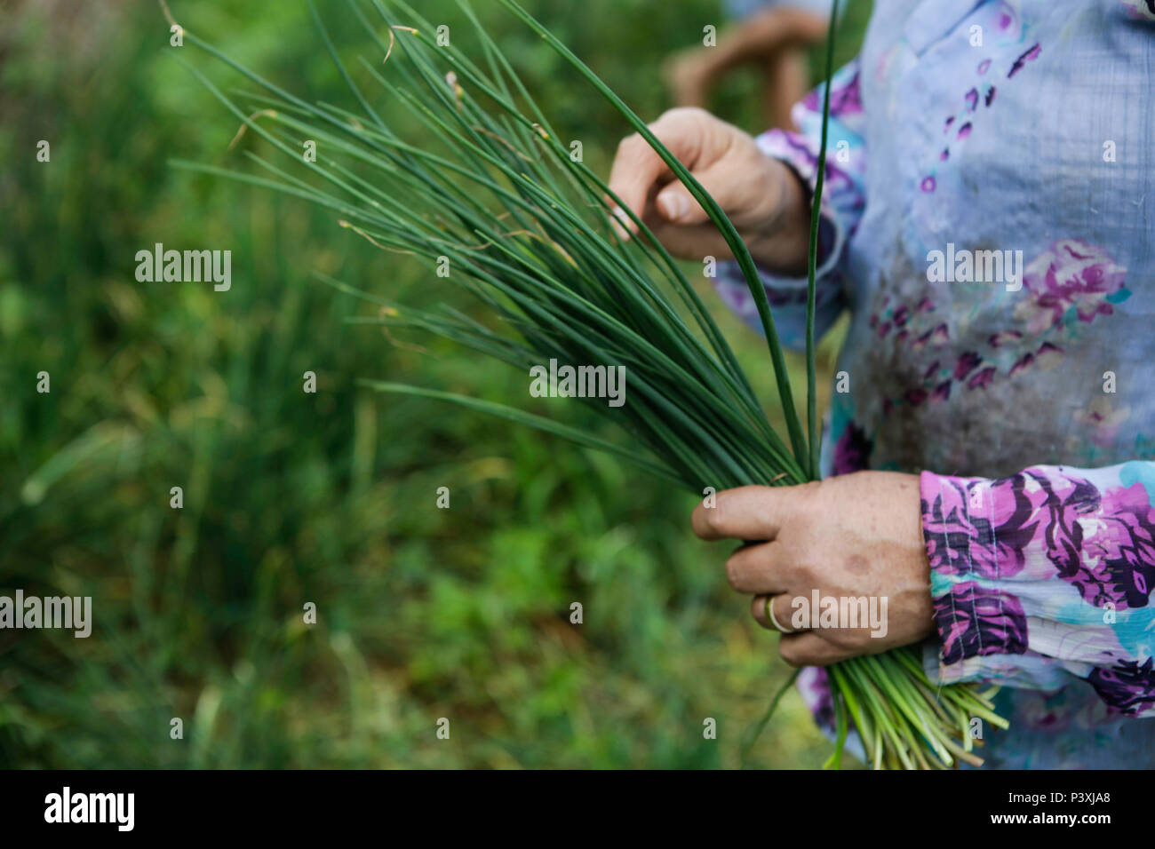 Uma Mulher do campo segura hortaliçças durante un colheita na área rual da Cidade de Santa María de Jetibá, no interior do Espírito Santo. Foto de stock