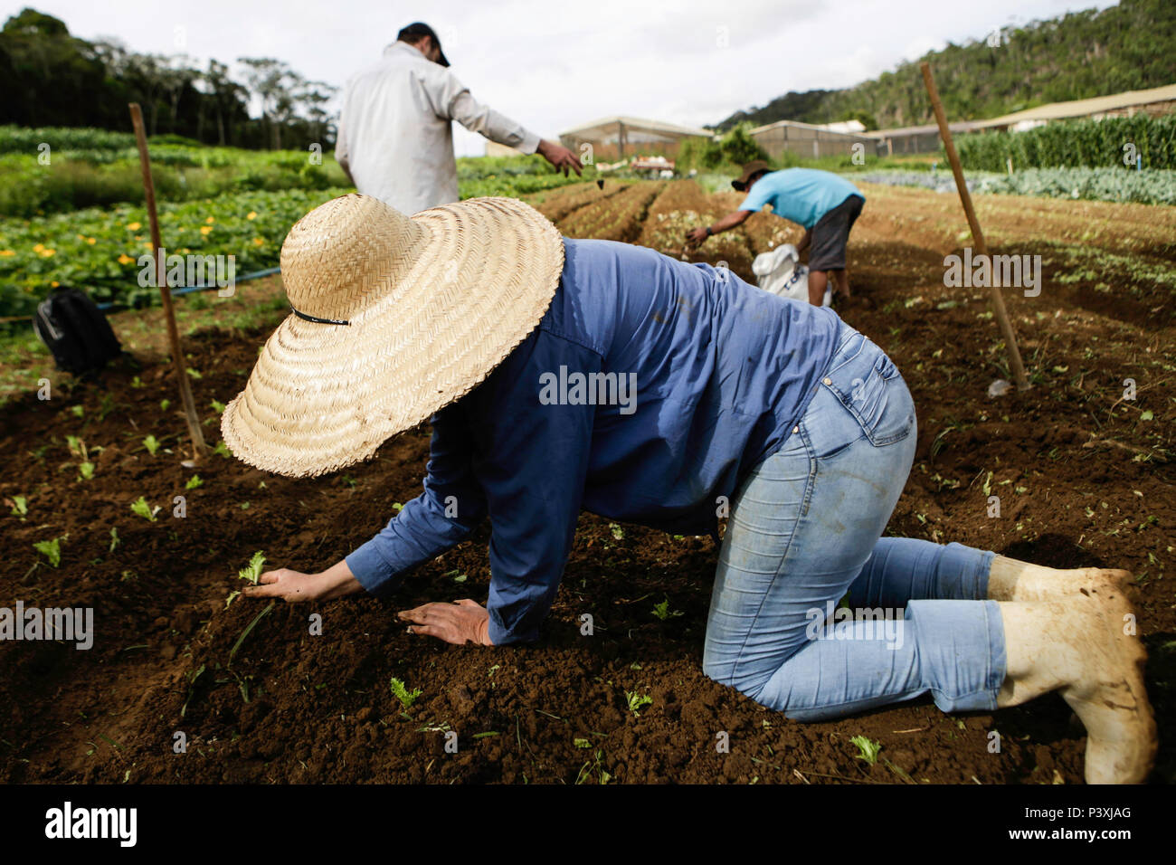 Agricultores de plantio realizam hortaliçças em uma zona rural da Cidade de Santa María de Jetibá, no interior do Espírito Santo. Foto de stock