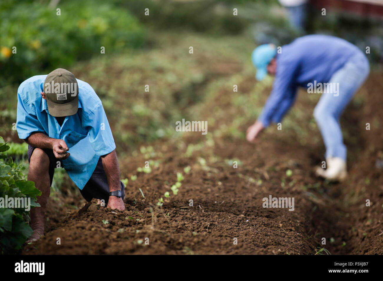 Fazem agricultores o plantio de hortaliçças em uma zona rural da Cidade de Santa María de Jetibá, no interior do Espírito Santo. Foto de stock