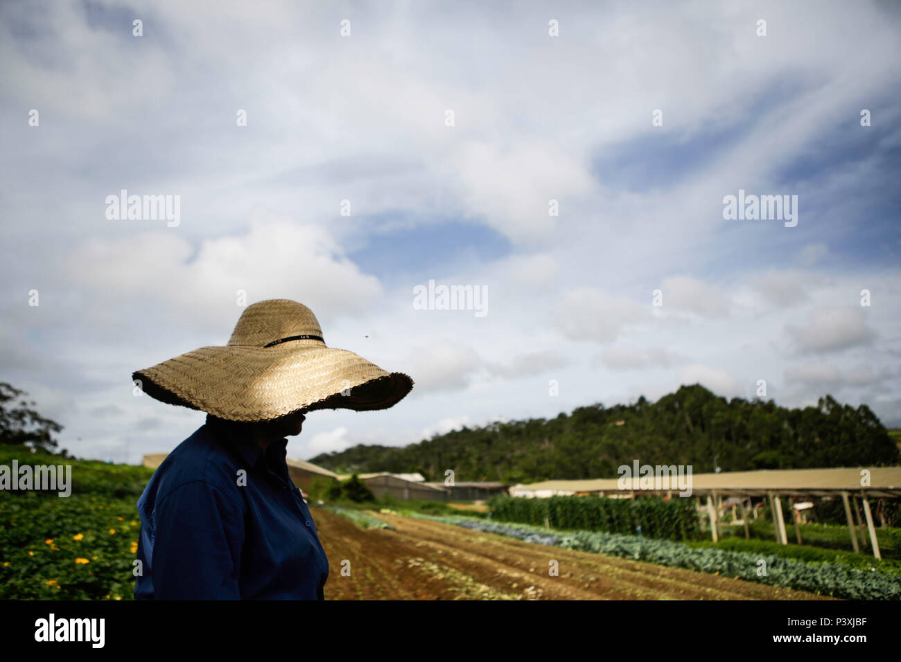 Uma agricultora durante o plantio de hortaliçças em uma zona rural da Cidade de Santa María de Jetibá, no interior do Espírito Santo. Foto de stock