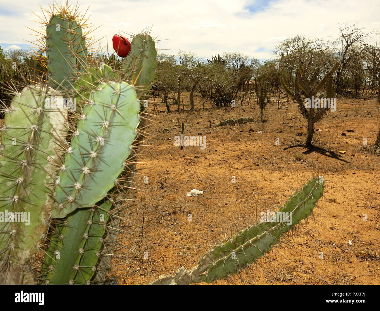 Em meio una seca que castiga o sertão nordestino, transitorios um alento ao sertanejo quando o mandacaru florece. Imagens obtidas nas proximidades de Senhor do Bonfim, sertão baiano. Foto de stock
