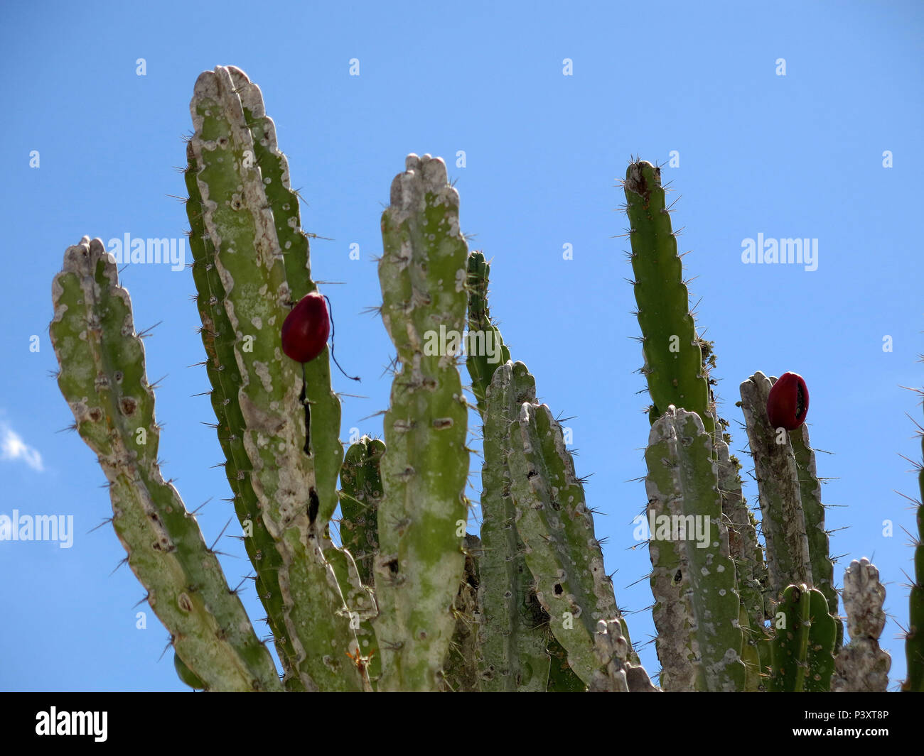 Em meio una seca que castiga o sertão nordestino, transitorios um alento ao sertanejo quando o mandacaru florece. Imagens obtidas nas proximidades de Senhor do Bonfim, sertão baiano. Foto de stock