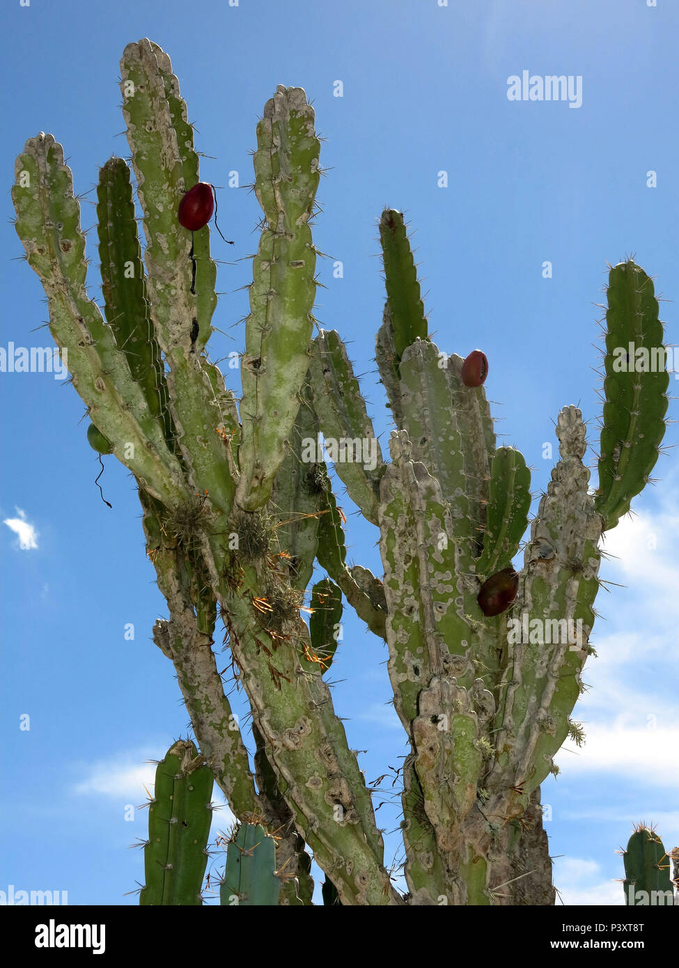 Em meio una seca que castiga o sertão nordestino, transitorios um alento ao sertanejo quando o mandacaru florece. Imagens obtidas nas proximidades de Senhor do Bonfim, sertão baiano. Foto de stock