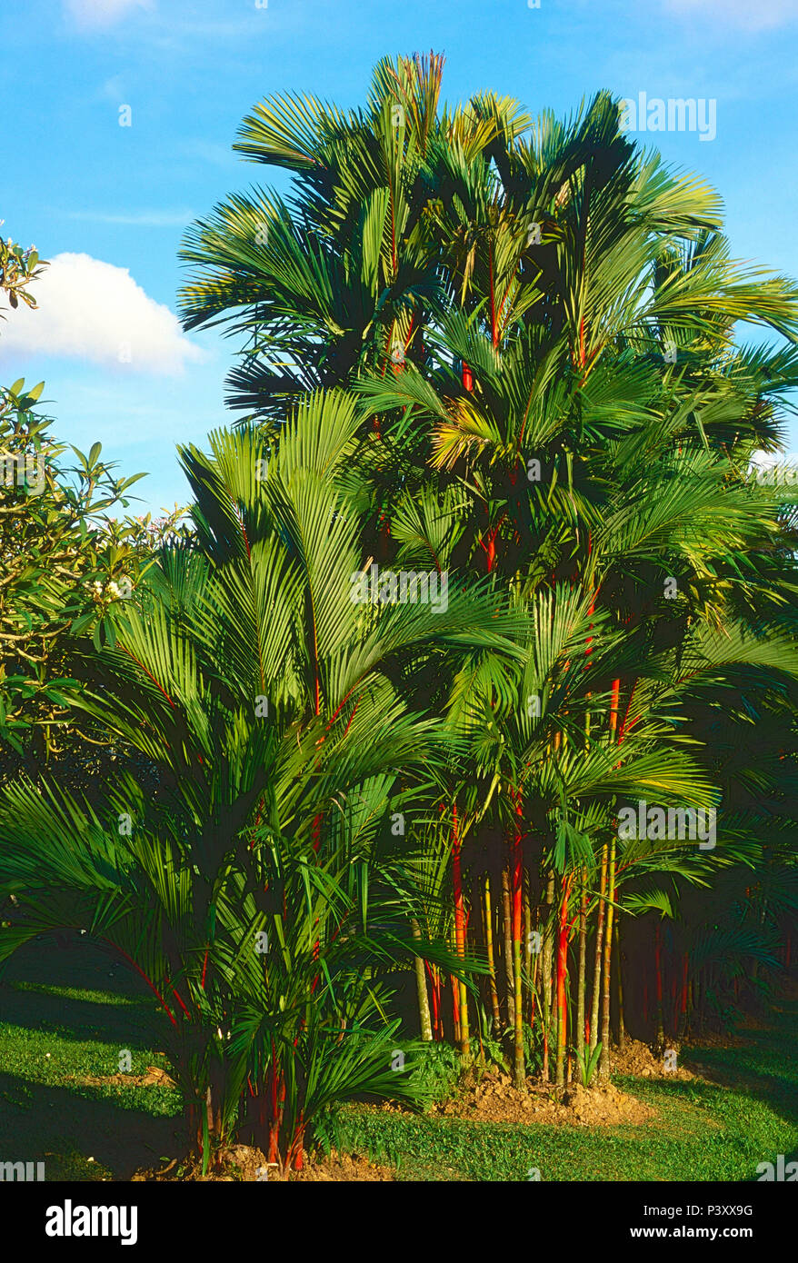 Rojo Lacre, Cyrtostachys renda, Arecoidae, plantas, palmeras, árboles, Jardín Botánico, Singapur Foto de stock