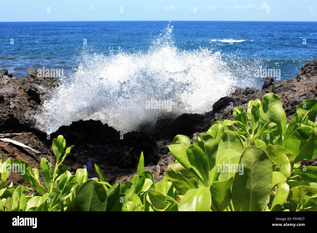 Olas rompiendo en la orilla de rocas volcánicas con contrastes Scaevola taccada planta en primer plano en Papaikou, Hawaii, EE.UU. Foto de stock