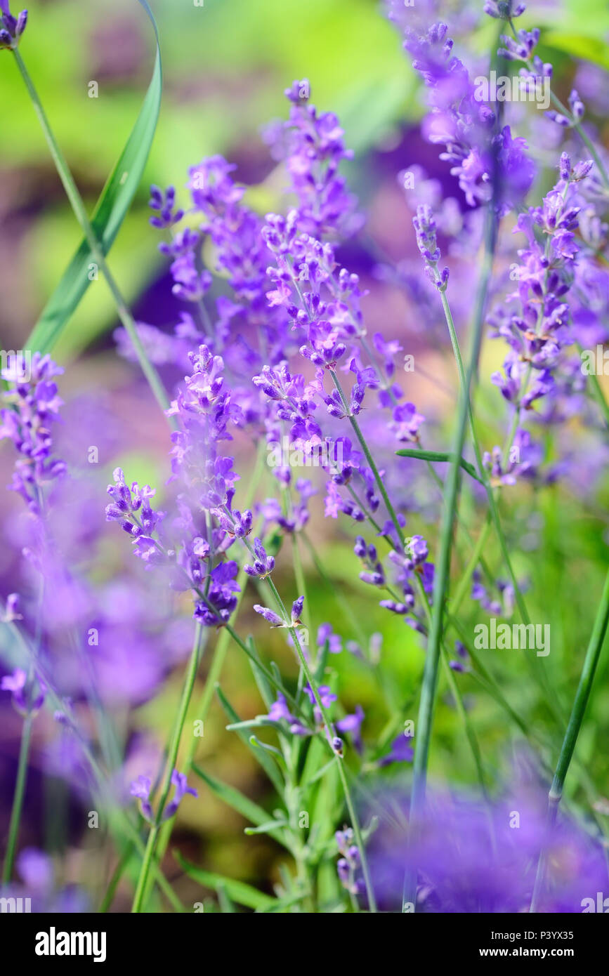 Campo de flores de lavanda, imagen de fondo natural, el enfoque selectivo  Fotografía de stock - Alamy