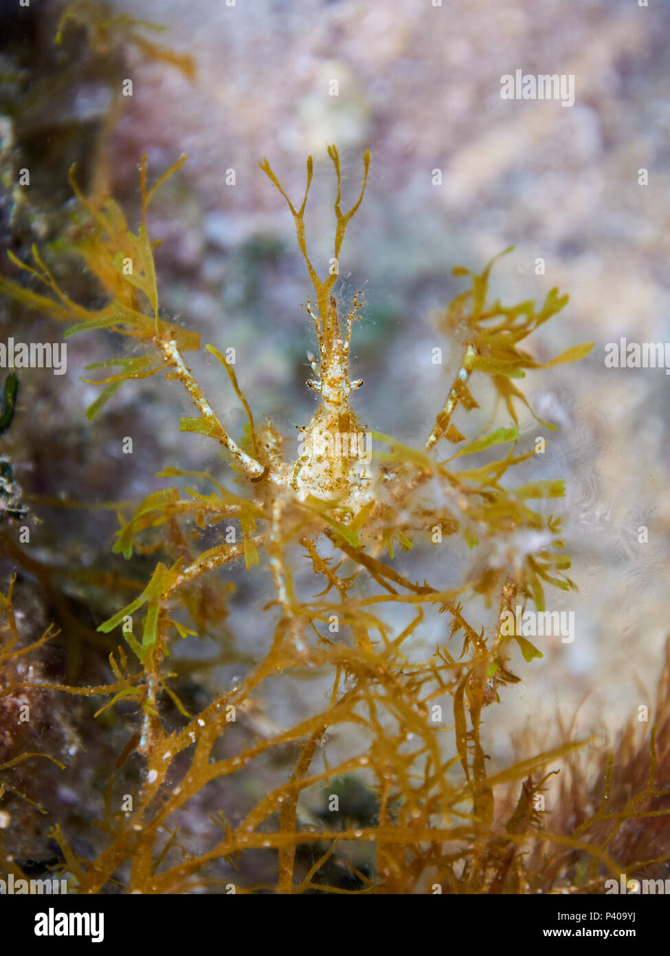 La centolla (Macropodia deflexa) camuflado con algas intermareales en una piscina en el Parque Natural de Ses Salines en Formentera, Islas Baleares, España) Foto de stock