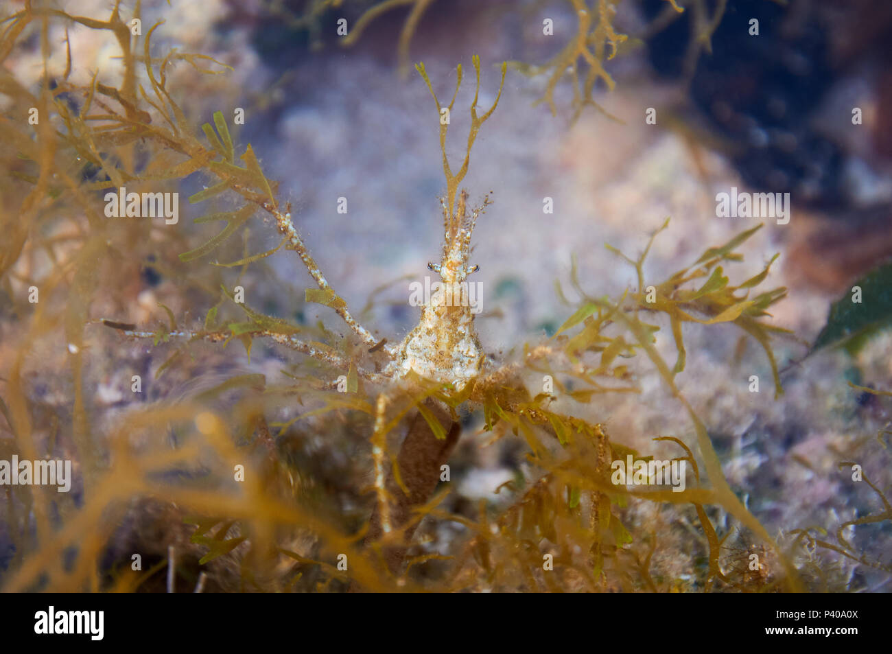 La centolla (Macropodia deflexa) camuflado con algas intermareales en una piscina en el Parque Natural de Ses Salines en Formentera, Islas Baleares, España) Foto de stock