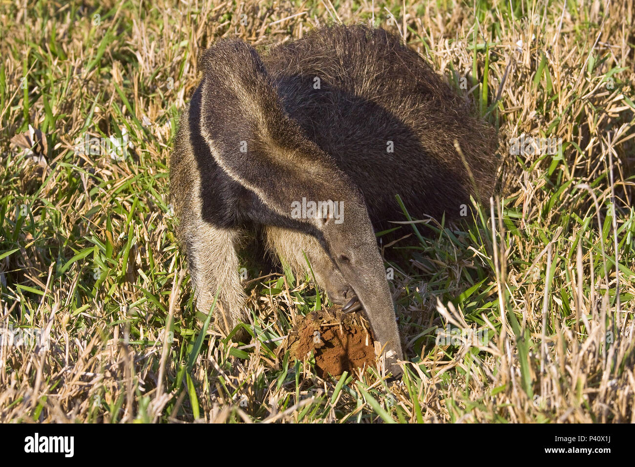 Tamandua comendo formiga fotografías e imágenes de alta resolución - Alamy